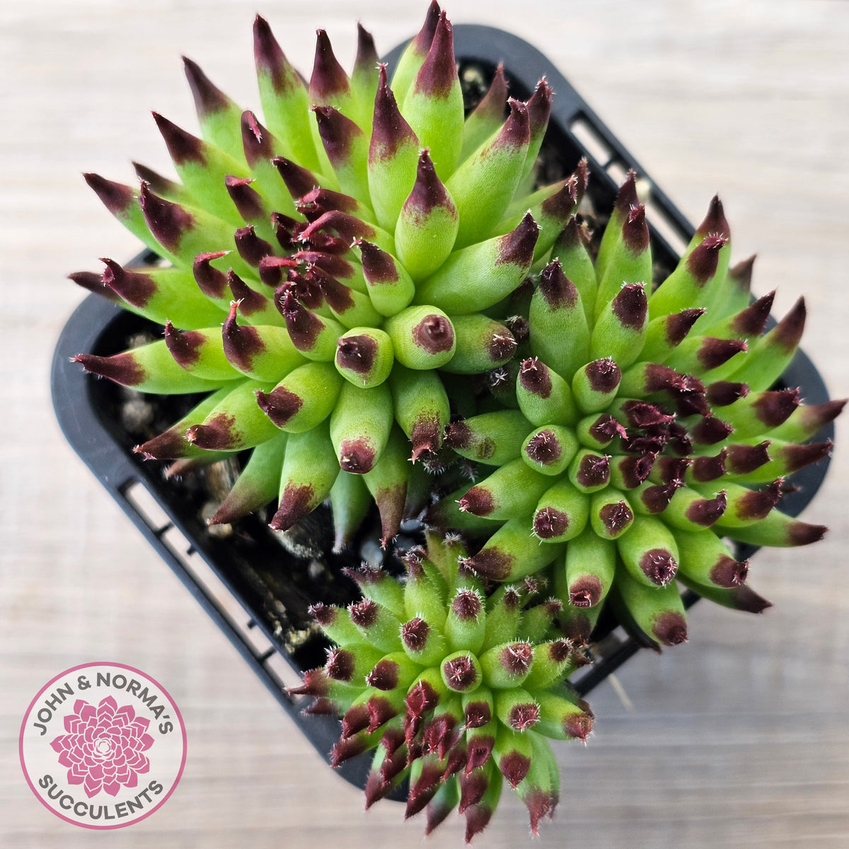 Sempervivum 'Pittoni'