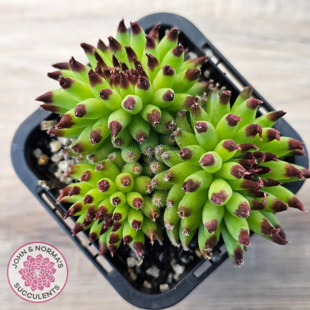 Sempervivum 'Pittoni'