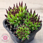 Sempervivum 'Pittoni'
