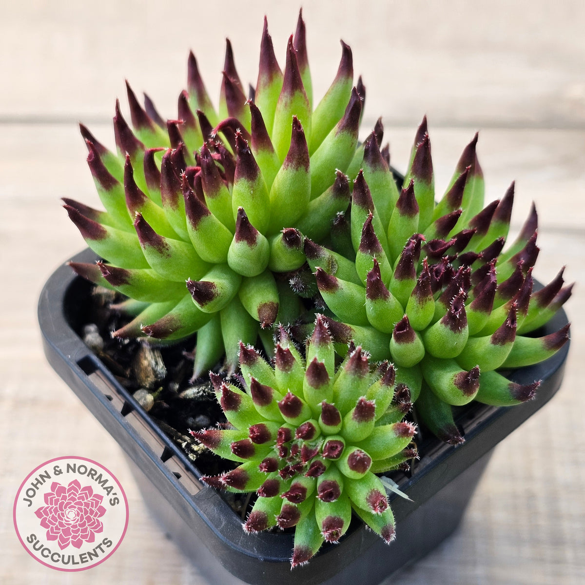 Sempervivum 'Pittoni'