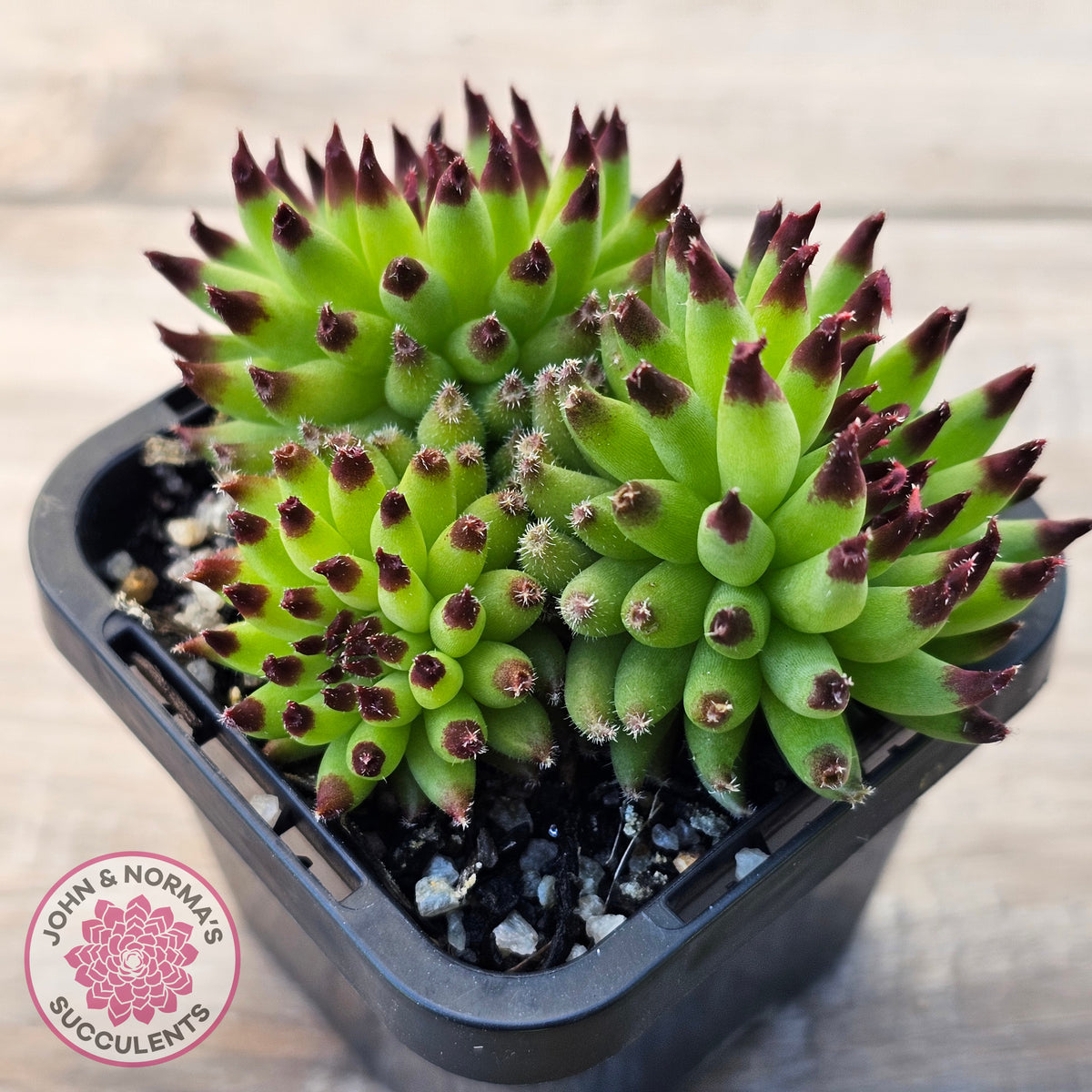 Sempervivum 'Pittoni'