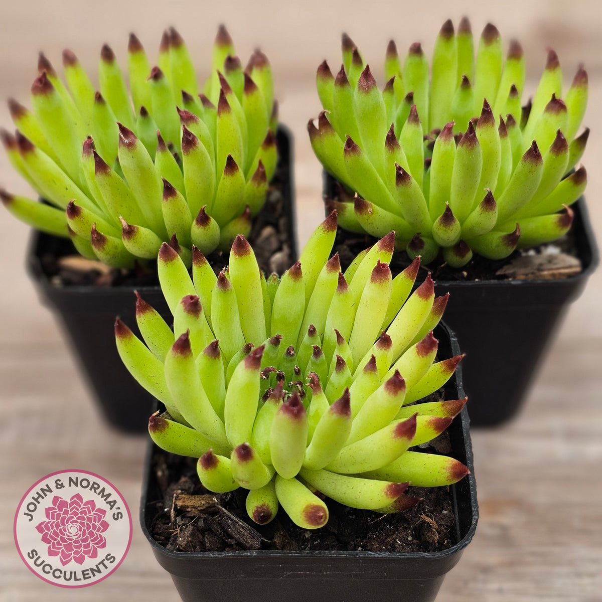 Sempervivum 'Pittoni'