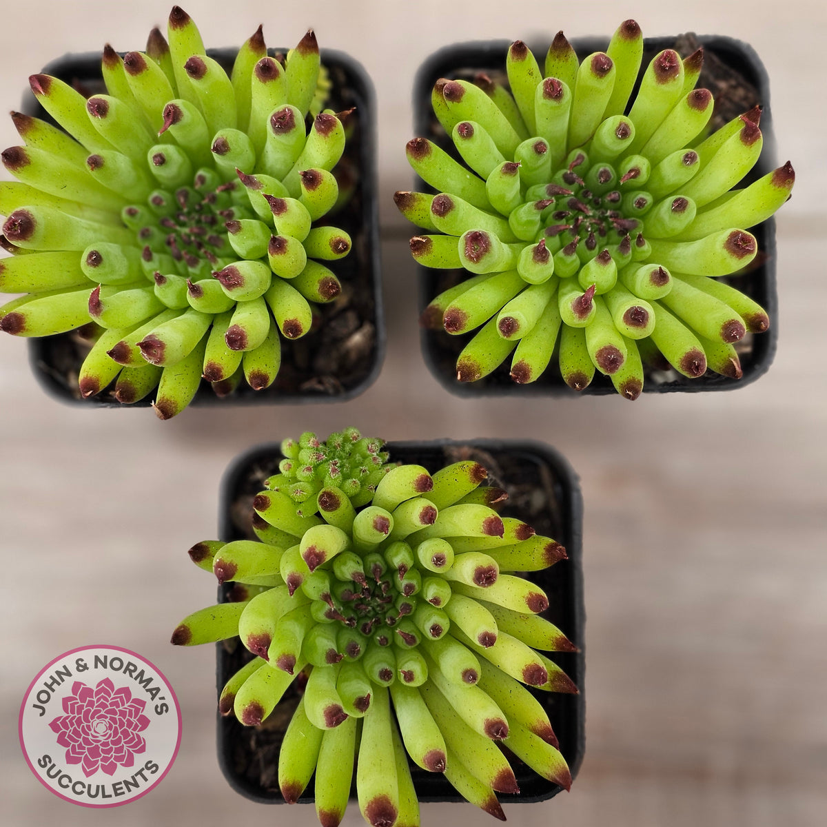 Sempervivum 'Pittoni'