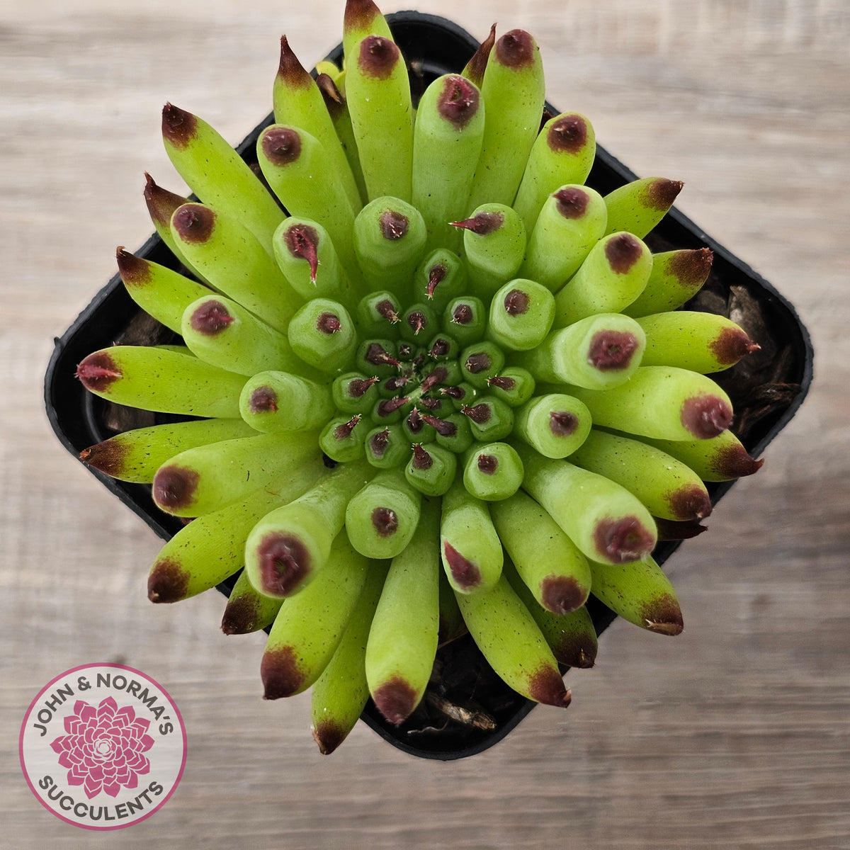 Sempervivum 'Pittoni'