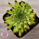 Sempervivum 'Pittoni'