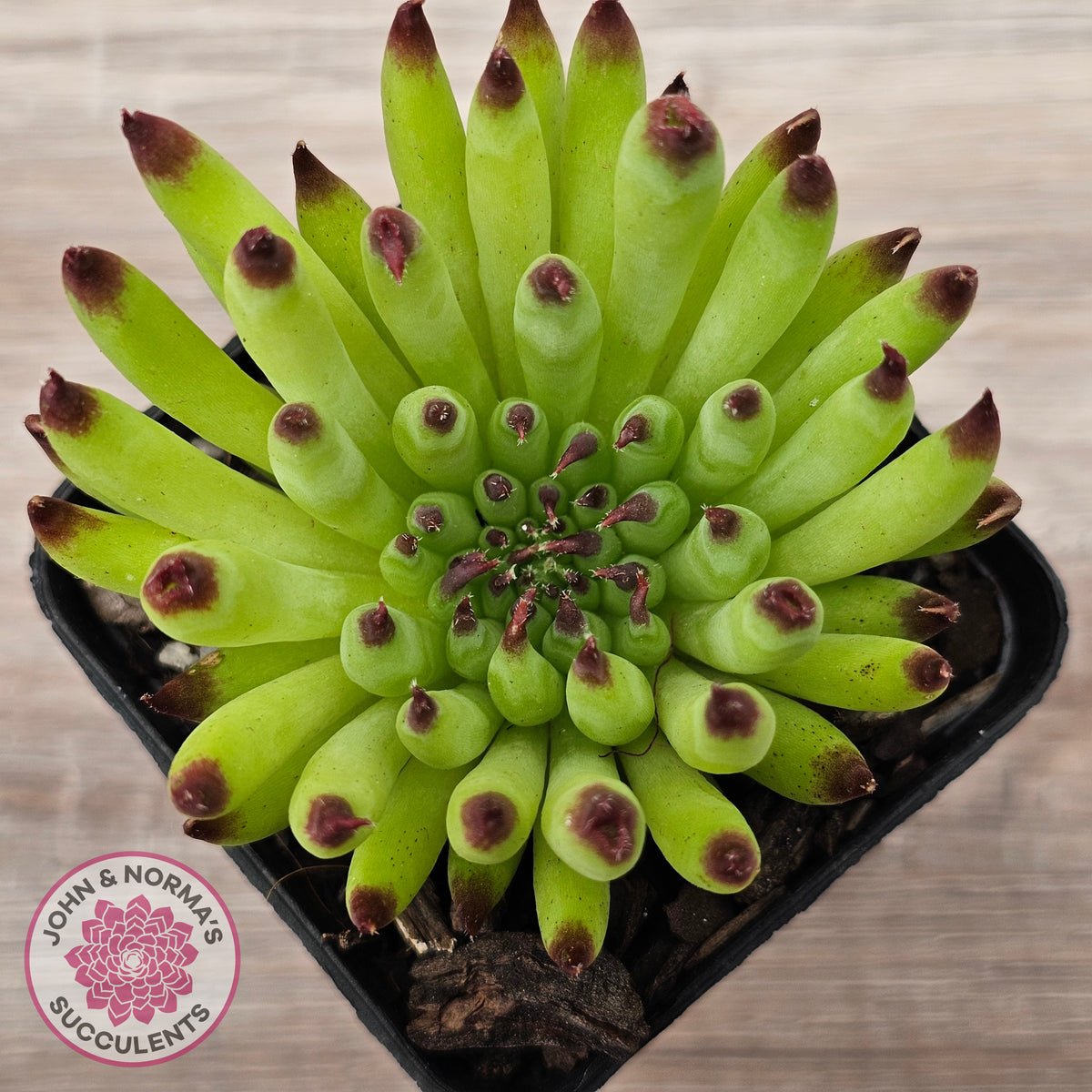 Sempervivum 'Pittoni'
