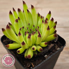 Sempervivum 'Pittoni'