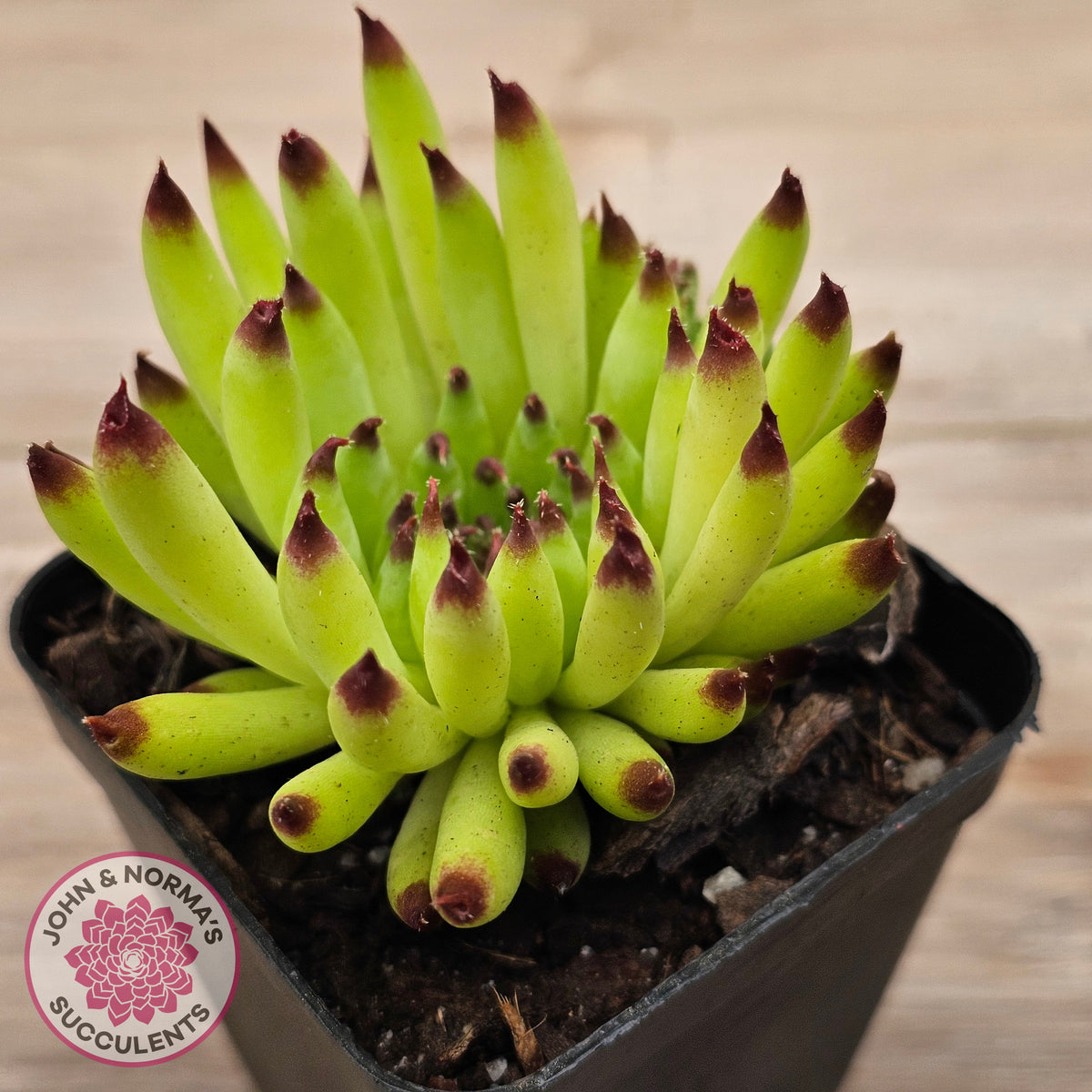 Sempervivum 'Pittoni'