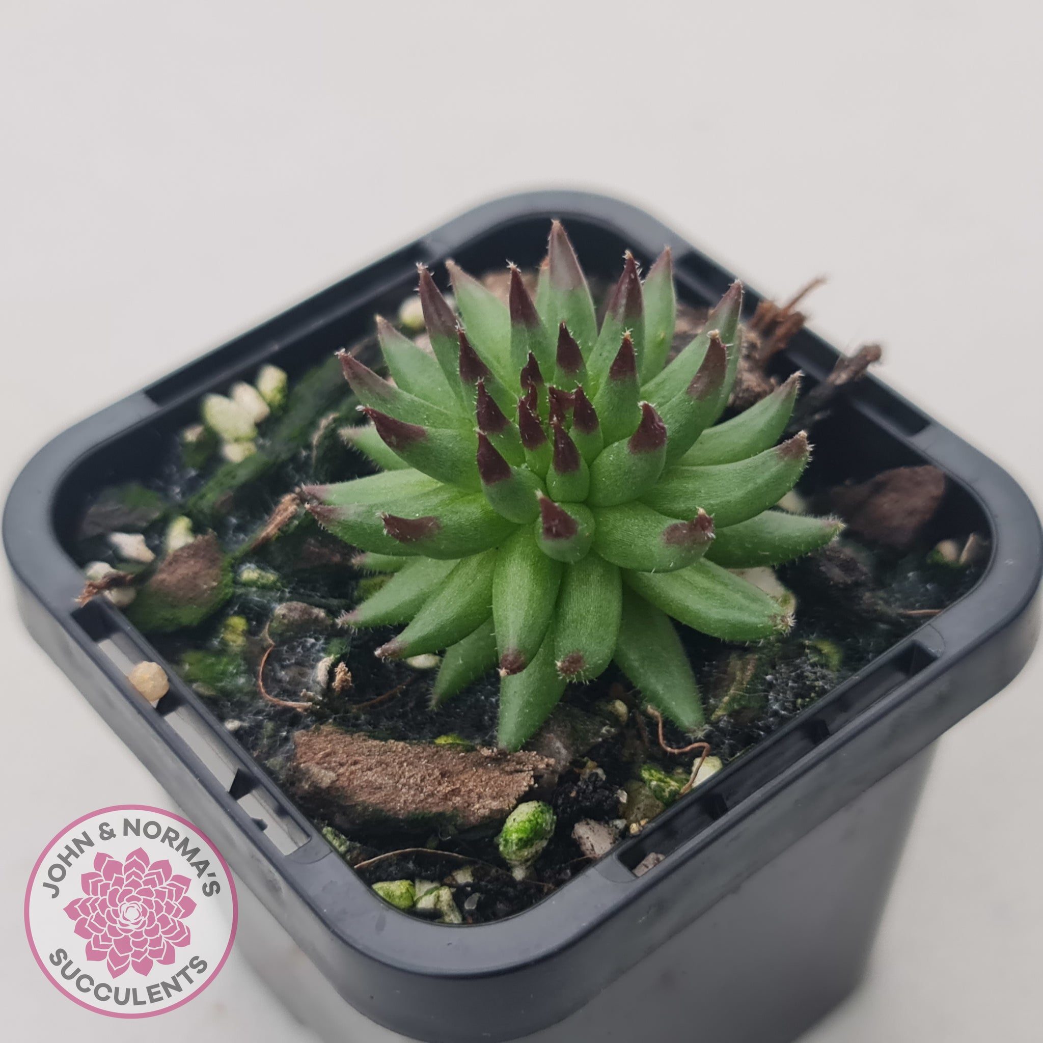 Sempervivum Pittoni | John & Norma's Succulents – John & Norma's ...