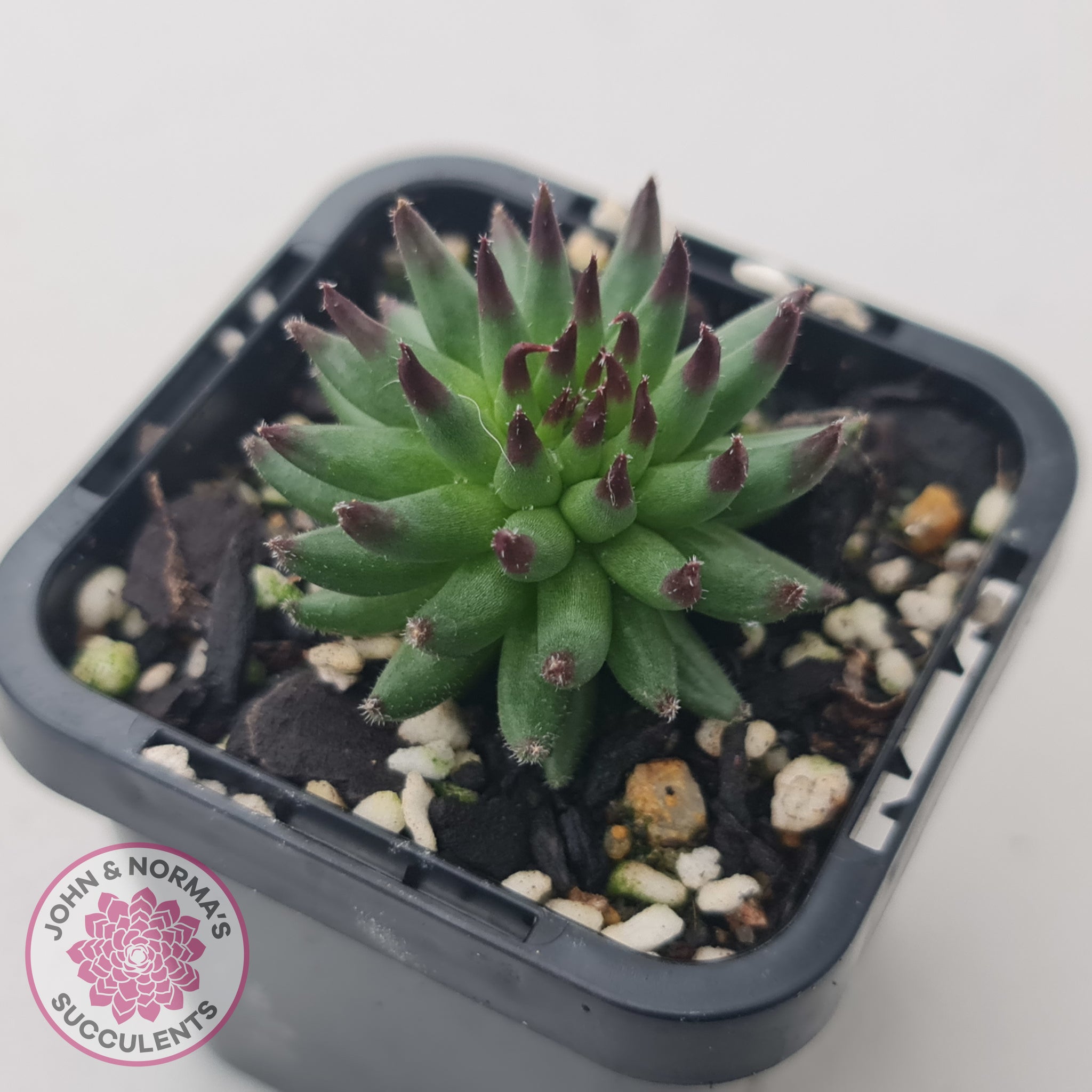 Sempervivum Pittoni | John & Norma's Succulents – John & Norma's ...