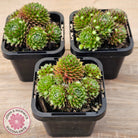 Sempervivum 'Pixie'