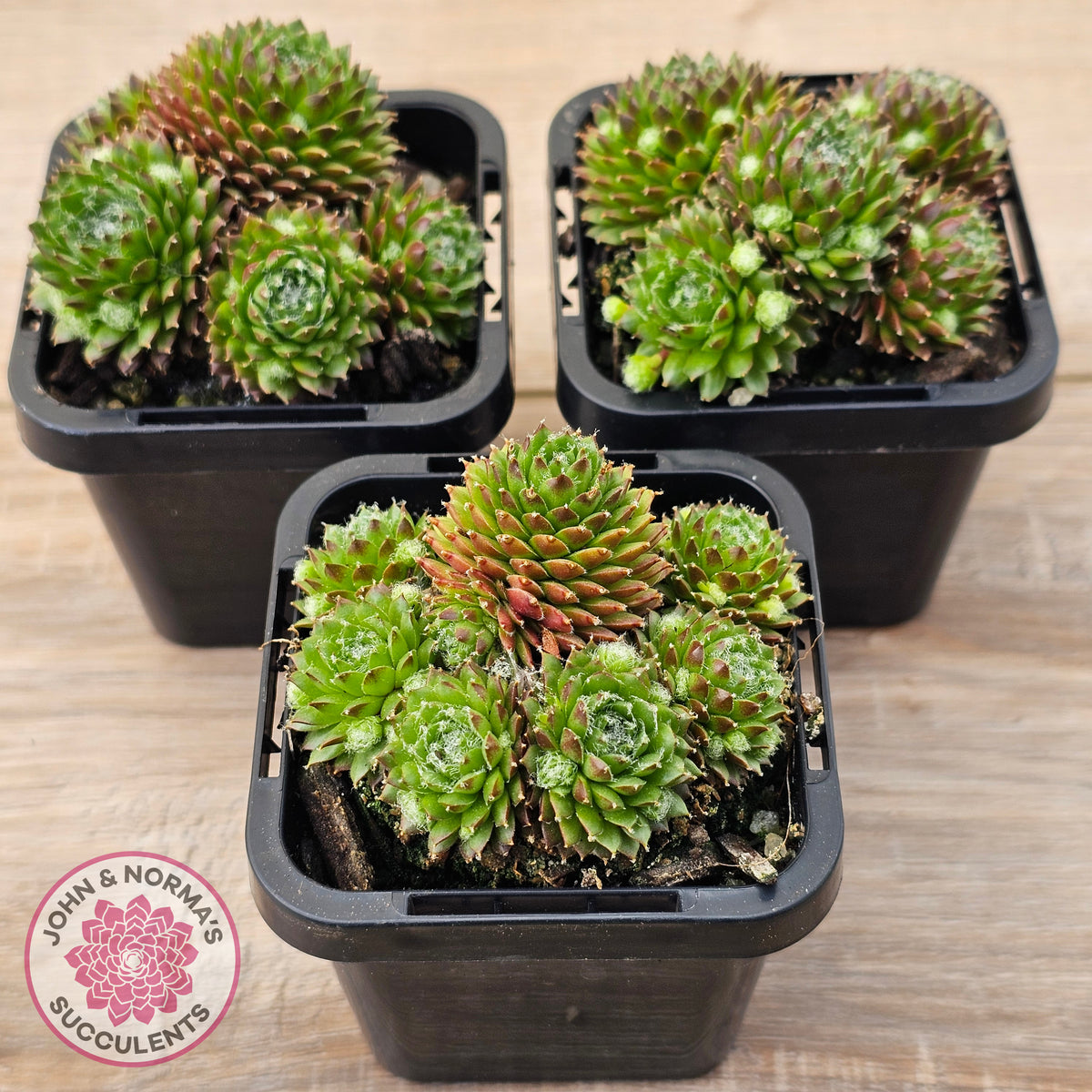 Sempervivum 'Pixie'