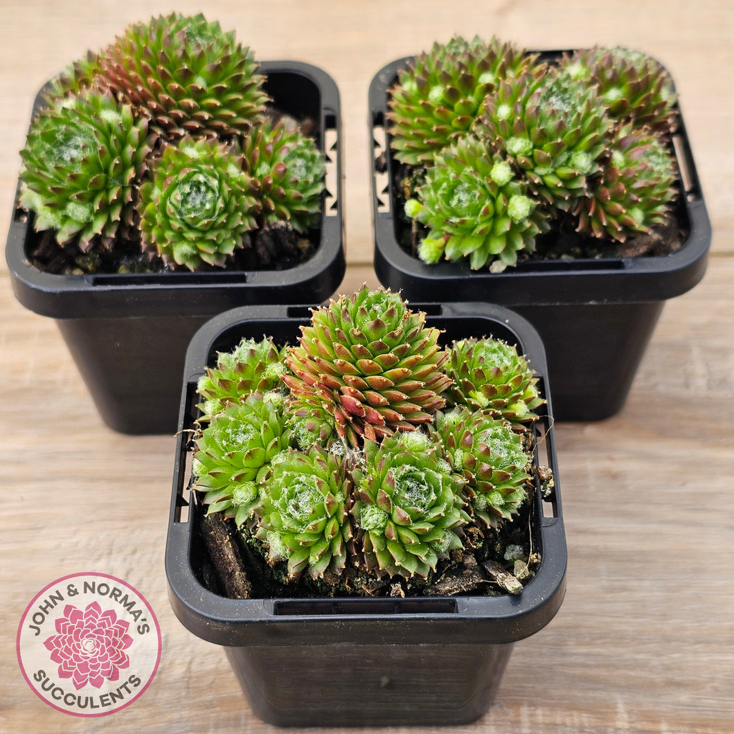 Sempervivum 'Pixie'