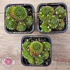 Sempervivum 'Pixie'
