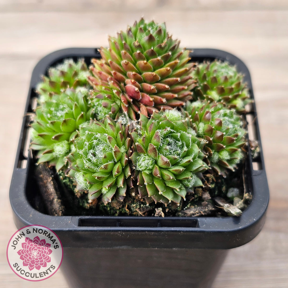 Sempervivum 'Pixie'