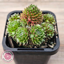 Load image into Gallery viewer, Sempervivum &#39;Pixie&#39;
