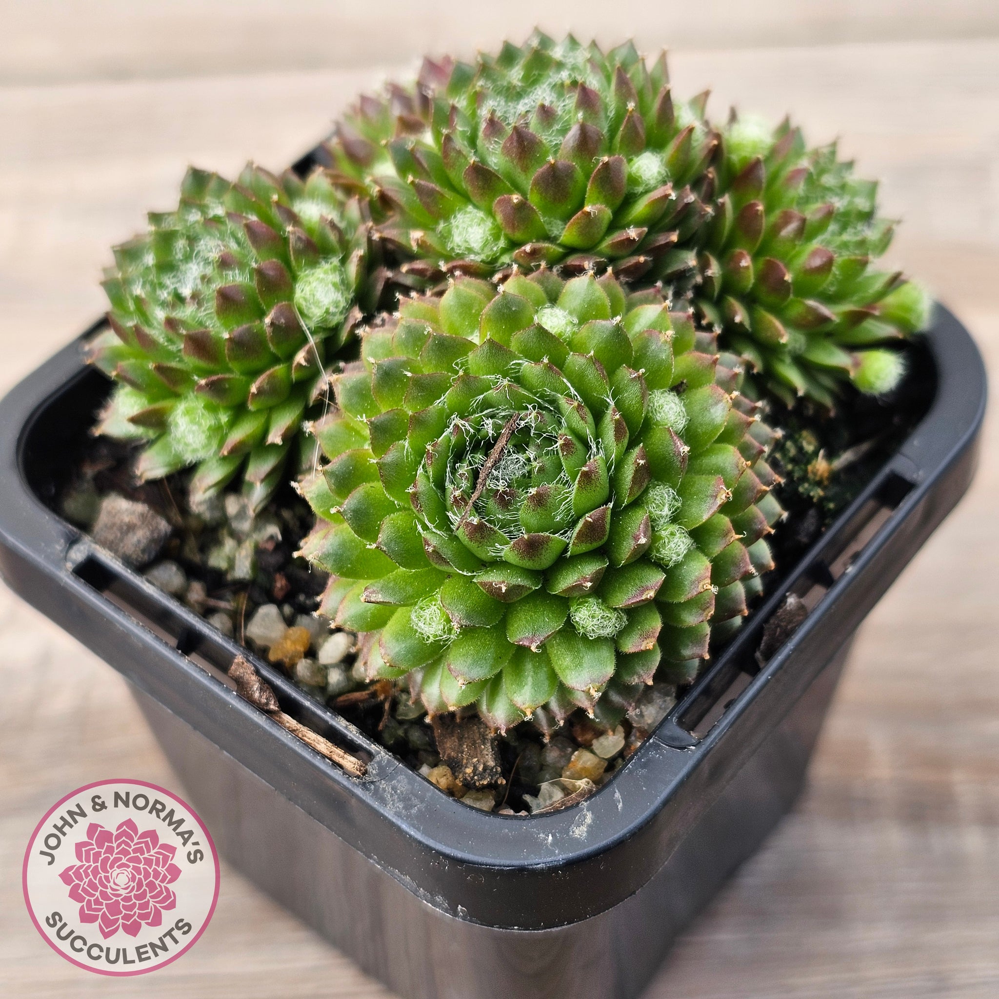 pixie succulent Buy Sempervivum 'Pixie' Australia