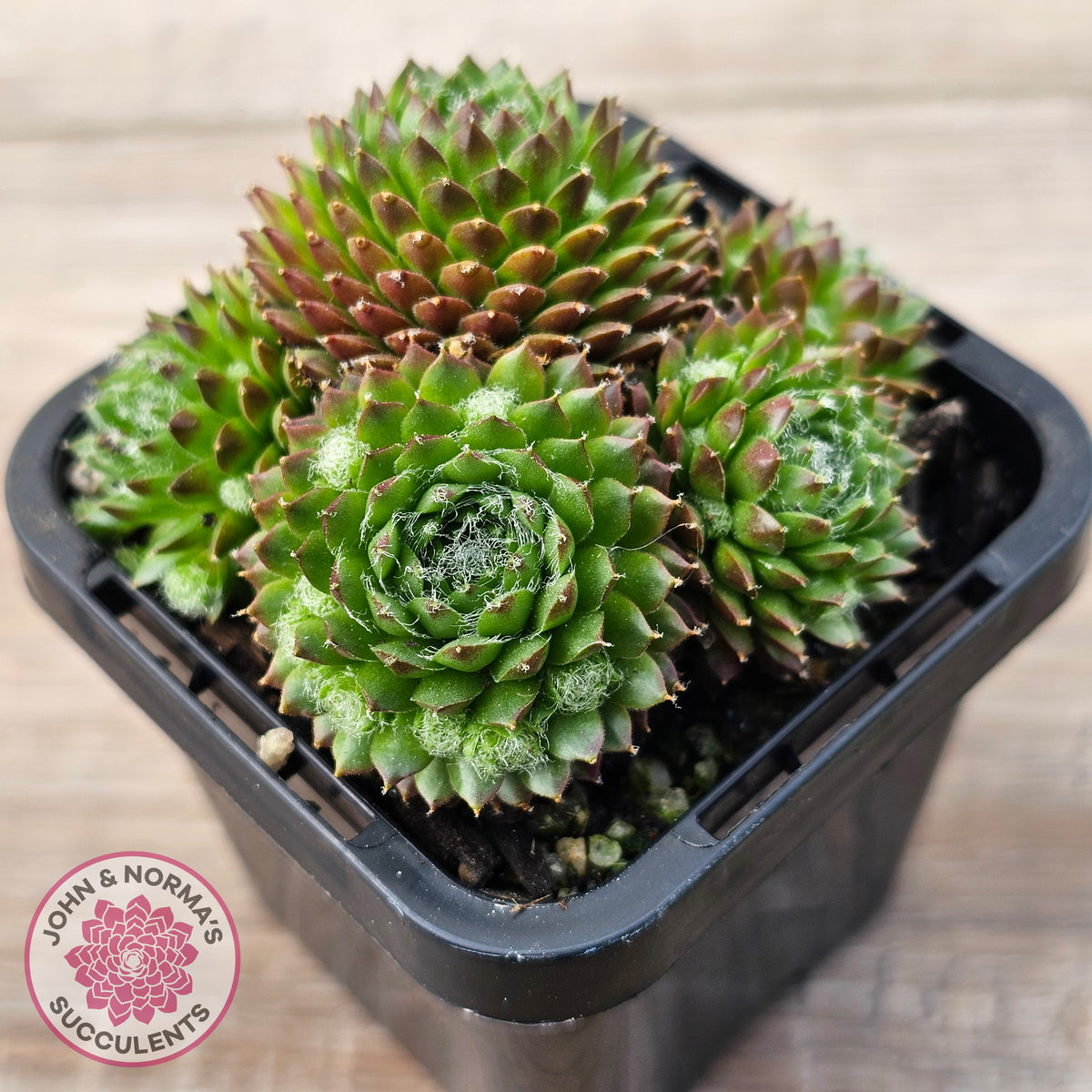 Sempervivum 'Pixie'