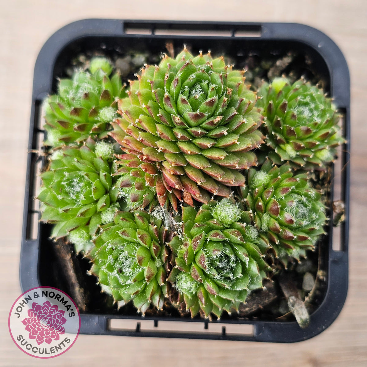 Sempervivum 'Pixie'
