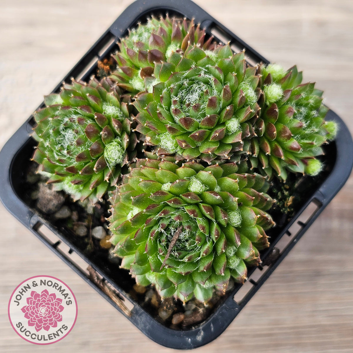 Sempervivum 'Pixie'