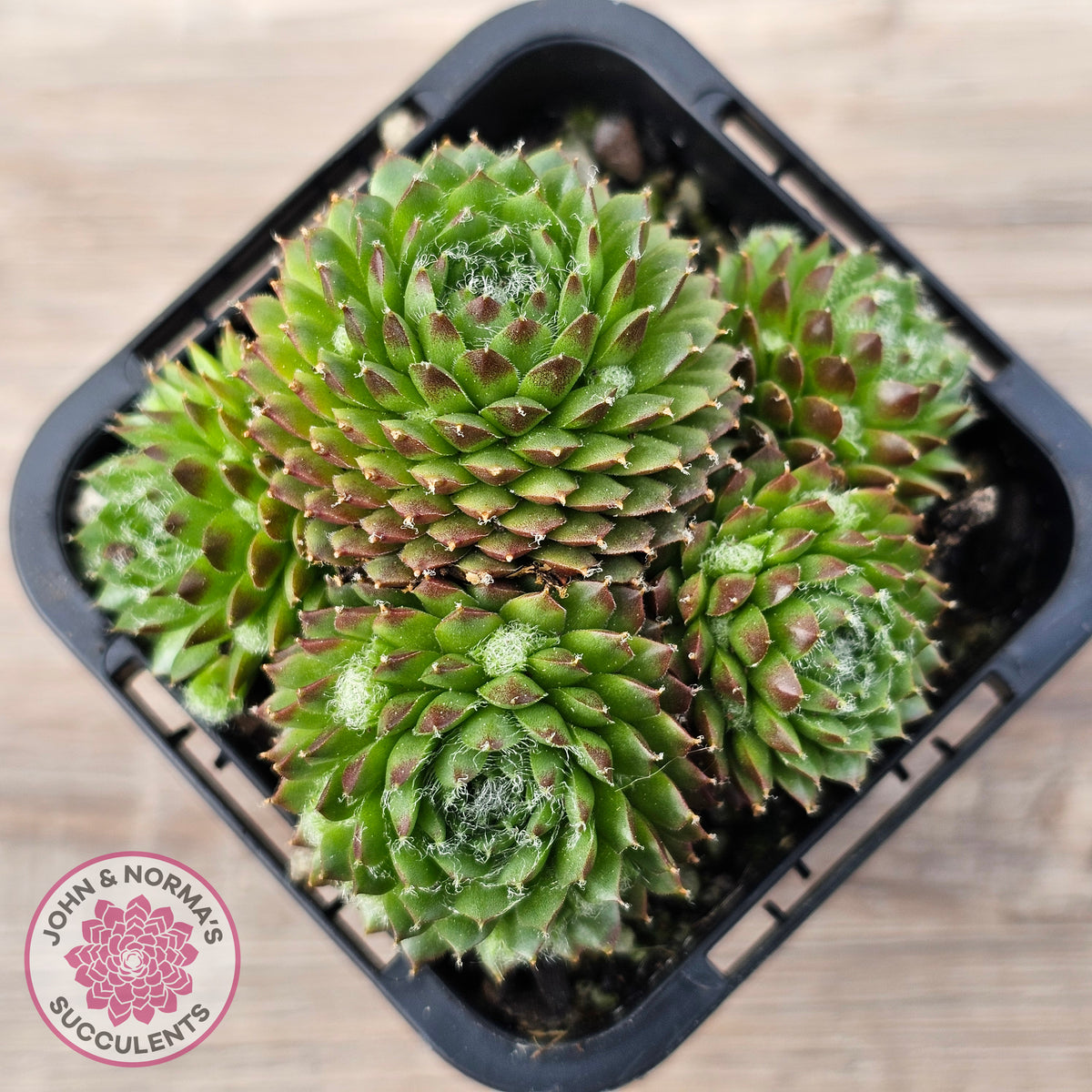 Sempervivum 'Pixie'