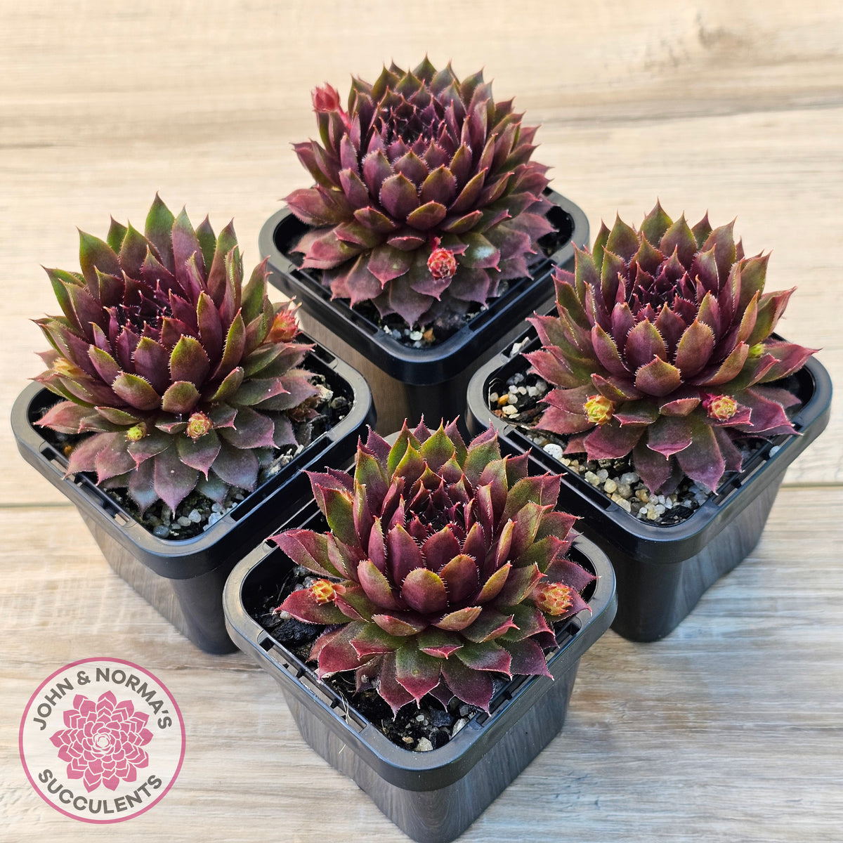 Sempervivum 'Royal Ruby'
