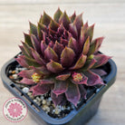 Sempervivum 'Royal Ruby'