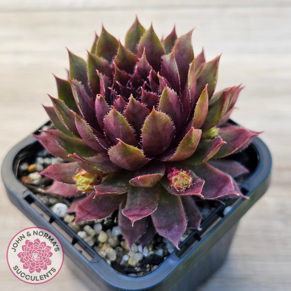 Sempervivum 'Royal Ruby'