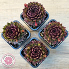Sempervivum 'Royal Ruby'