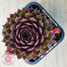 Sempervivum 'Royal Ruby'