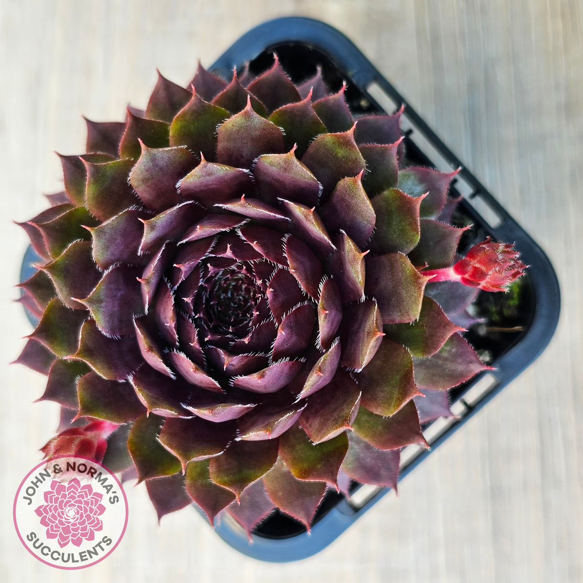 Sempervivum 'Royal Ruby'