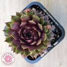 Sempervivum 'Royal Ruby'