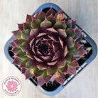 Sempervivum 'Royal Ruby'