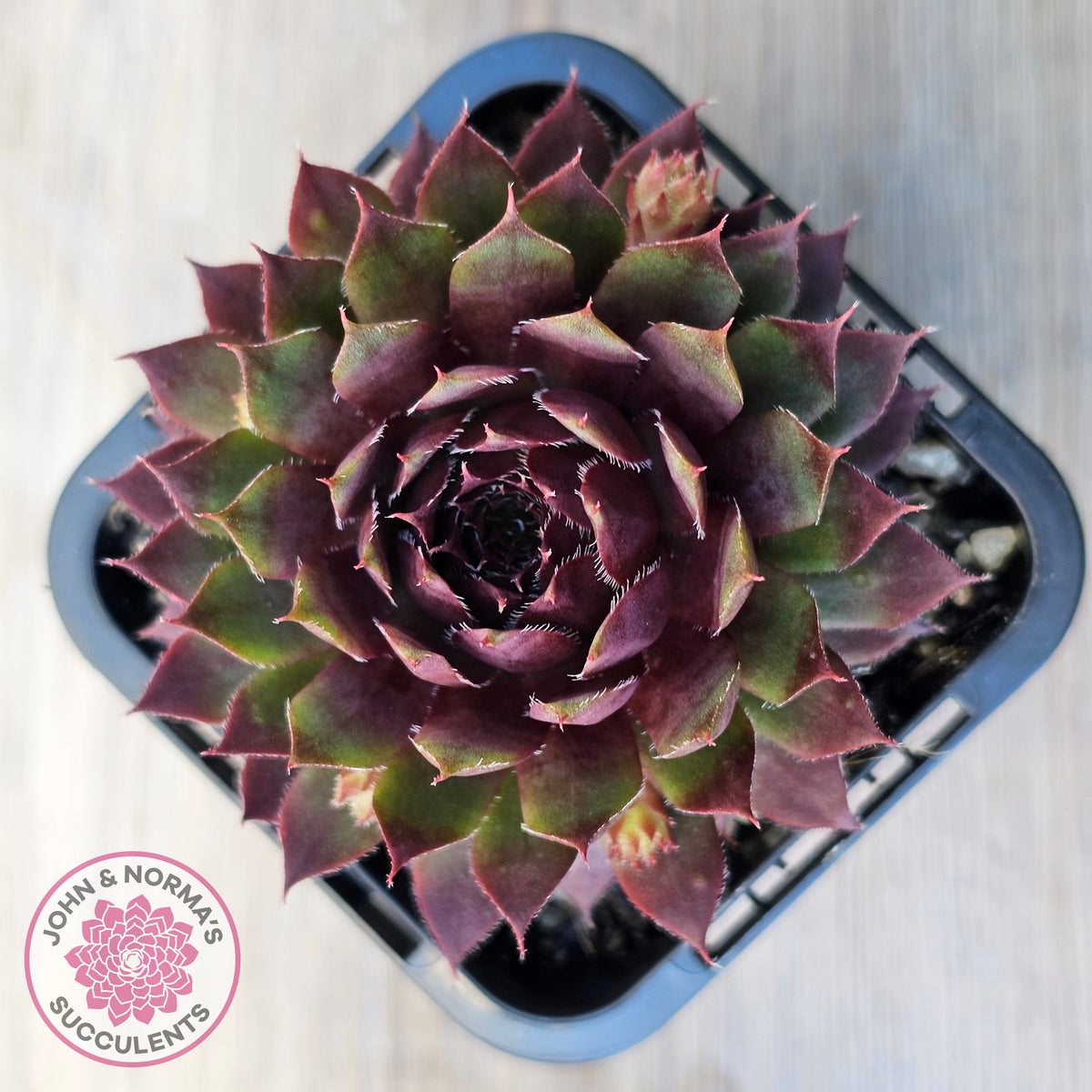 Sempervivum 'Royal Ruby'