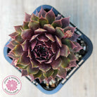 Sempervivum 'Royal Ruby'