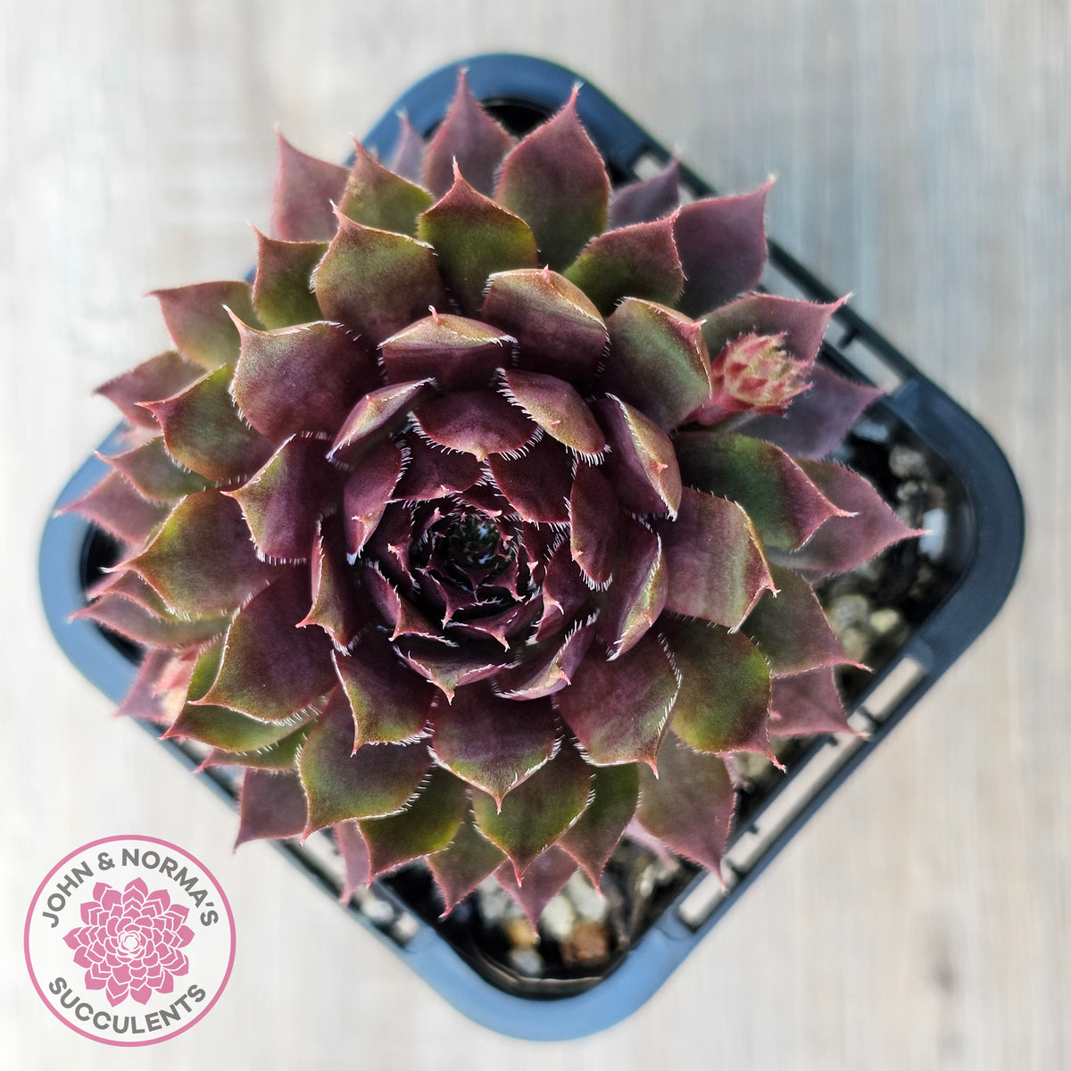 Sempervivum 'Royal Ruby'