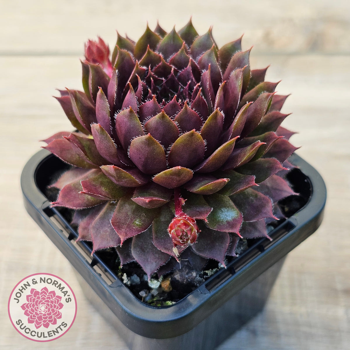 Sempervivum 'Royal Ruby'