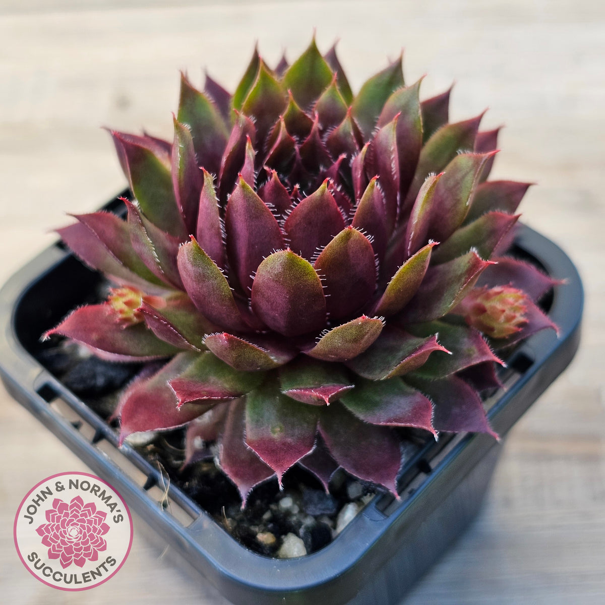 Sempervivum 'Royal Ruby'