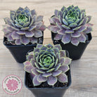Sempervivum 'Saga'