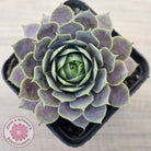 Sempervivum 'Saga'