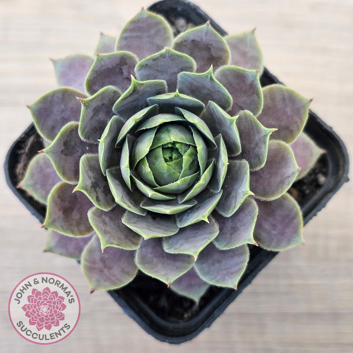 Sempervivum 'Saga'