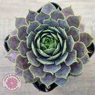 Sempervivum 'Saga'