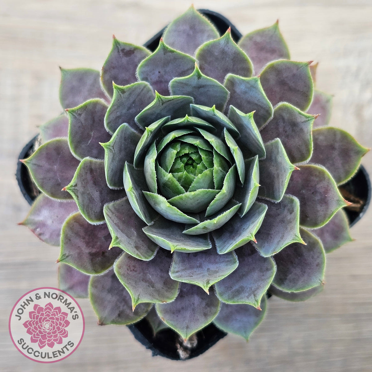 Sempervivum 'Saga'