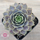 Sempervivum 'Saga'