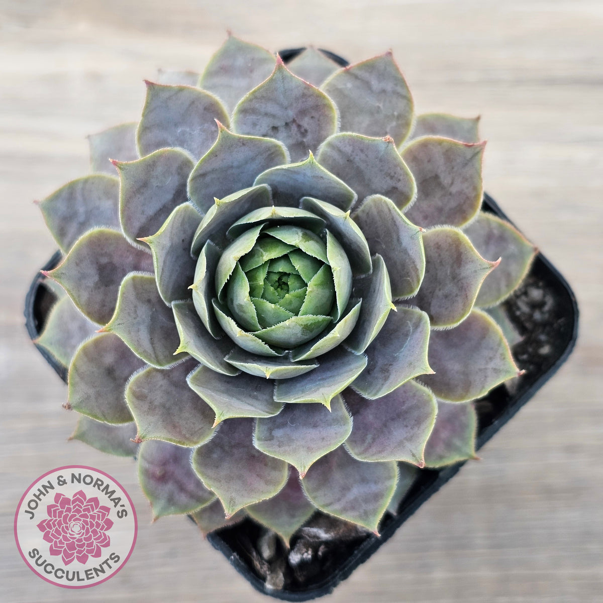 Sempervivum 'Saga'
