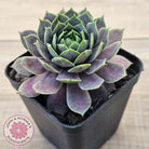 Sempervivum 'Saga'