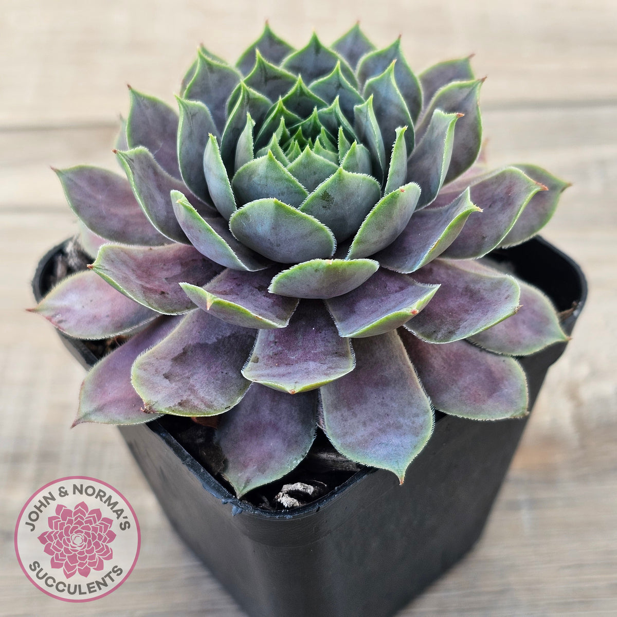 Sempervivum 'Saga'