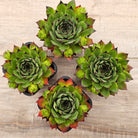 Sempervivum 'Sharons Pencil'