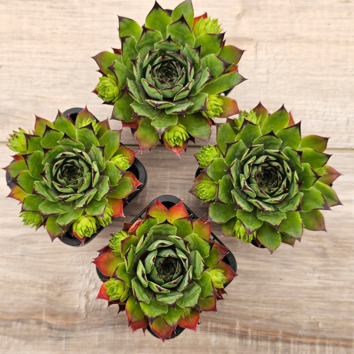 Sempervivum 'Sharons Pencil'