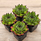 Sempervivum 'Sharons Pencil'